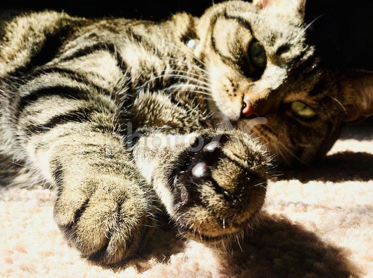 寝転ぶ猫の手がかわいい 猫,キジトラ,肉球の写真素材