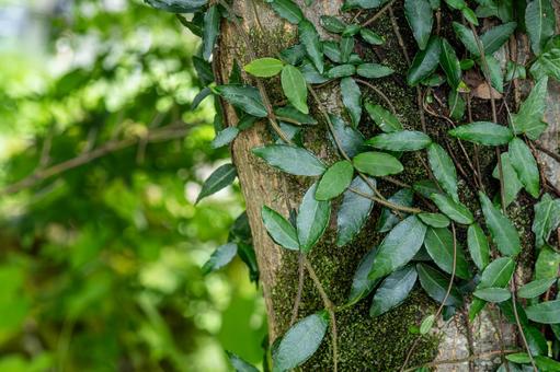 Ivy on a tree trunk, JPG Ivy on a tree trunk, JPG