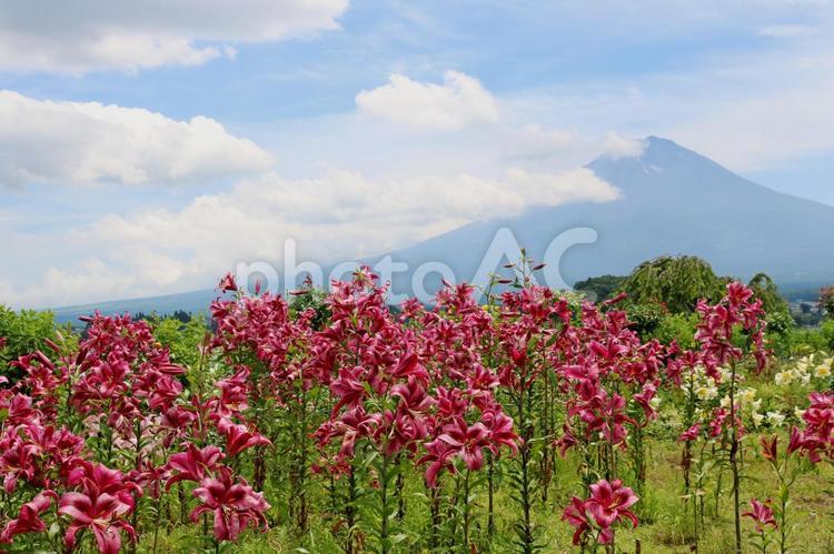 富士山とユリの花畑 富士山,ユリ,花畑の写真素材