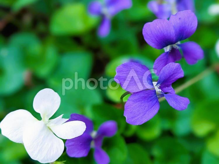 春の庭を彩る花たちの壁紙素材 花,ぼかし,すみれの写真素材