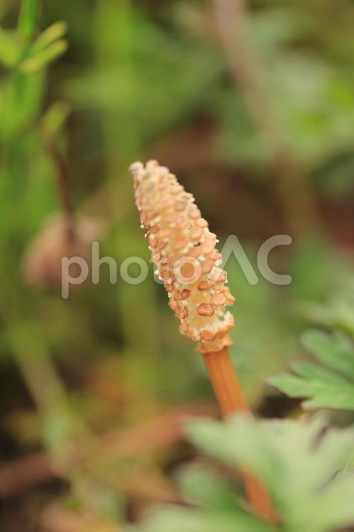 1本のつくし 土筆,つくし,植物の写真素材