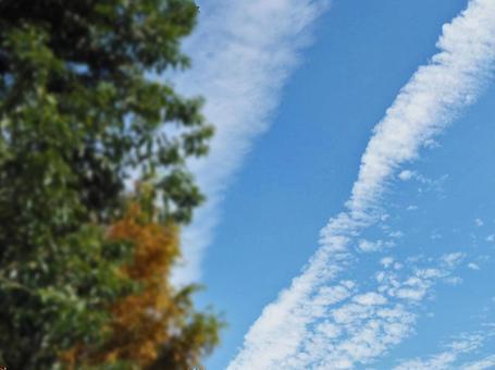 空と木 空と木の写真
