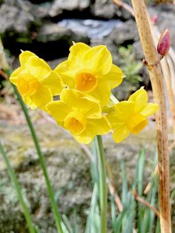 水仙 水仙,白,ホワイトの写真素材