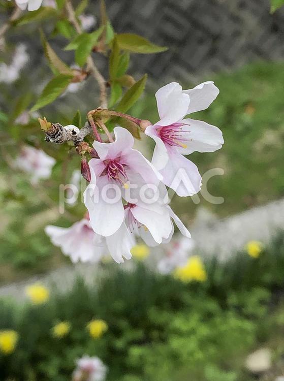 薄墨桜 薄墨桜,桜,春の写真素材