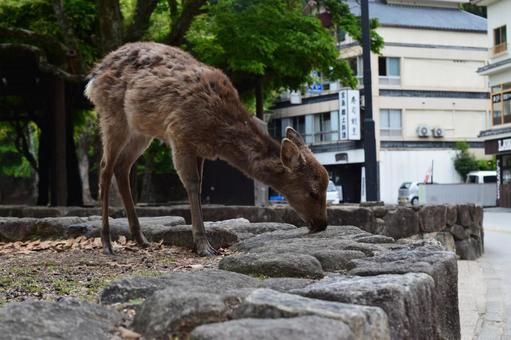 鹿さん 動物,野生動物,自然の写真素材