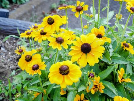 ルドベキア ルドベキア ルドベキア,花,黄色の写真素材