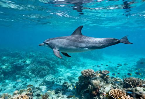 豊かなサンゴ礁の海をゆったりと泳ぐイルカ 豊かなサンゴ礁の海をゆったりと泳ぐイルカの写真