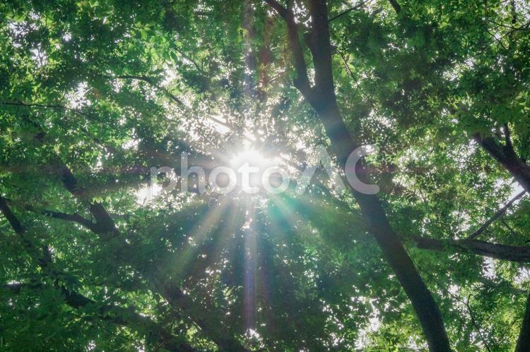 木から差す木洩れ日 日本,緑,風情の写真素材