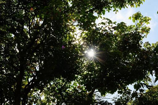 Photo, sky, wood, natural, 