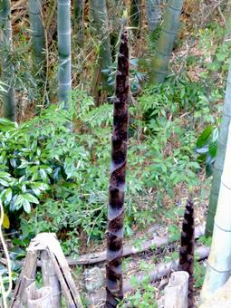 5月の竹林で伸びてきたタケノコ 5月の竹林で伸びてきたタケノコ 竹,タケノコ,伸びるの写真素材