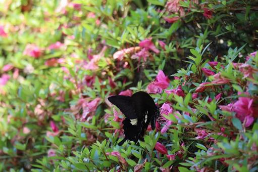 ピンクの花にとまるモンキアゲハ ピンクの花にとまるモンキアゲハの写真