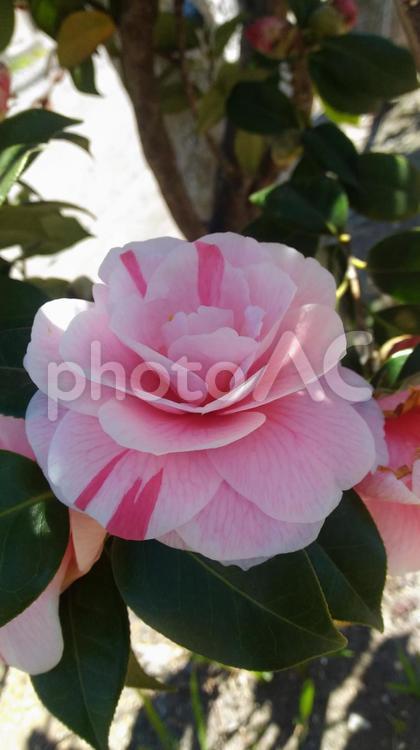 つばきの花（縦） つばきの花,つばき,ツバキの写真素材