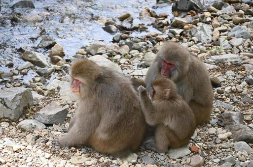 ニホンザル ニホンザルの写真