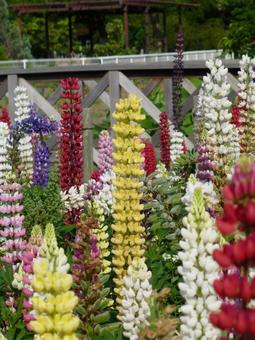 Photo, lupine, flower, plant, 