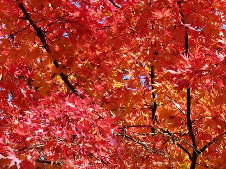 一面の紅葉 一面の紅葉の写真