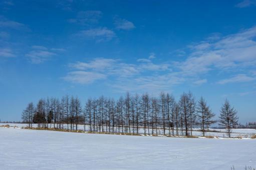 冬の畑と青空へ伸びる並木 冬の畑と青空へ伸びる並木 冬,青空,雪原の写真素材