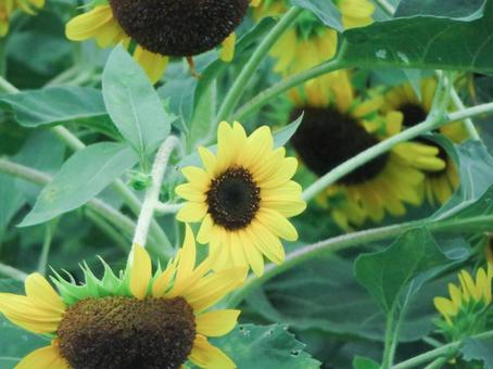向日葵の花 向日葵の花の写真