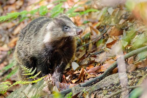 茂みの中の二ホンアナグマ アナグマ,穴熊,二ホンアナグマの写真素材