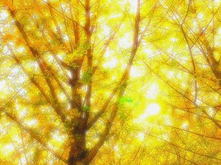 日本の紅葉 日本の紅葉 こうよう,銀杏,いちょうの写真素材