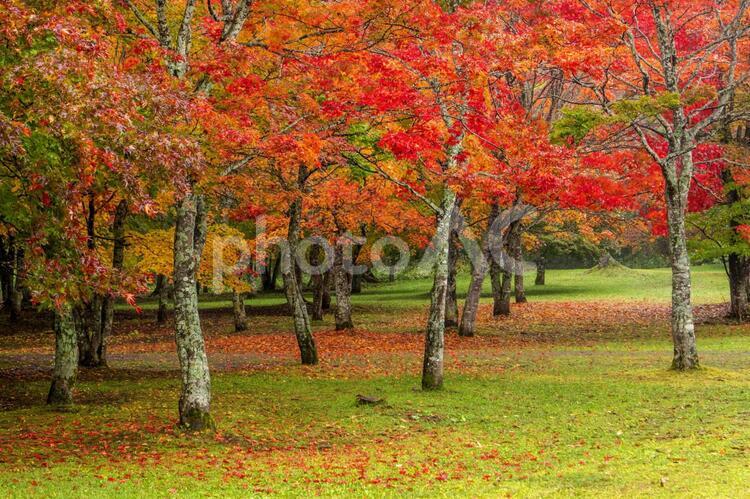 鹿追町-福原山荘04 紅葉,秋,落ち葉の写真素材