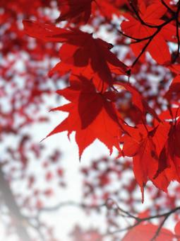 逆光で輝く真っ赤な紅葉 逆光で輝く真っ赤な紅葉の写真