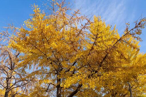 イチョウ　紅葉 イチョウ,黄色い,紅葉の写真素材