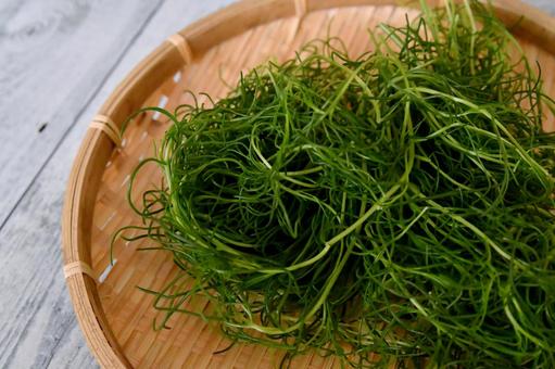 おかひじき おかひじき おかひじき,野菜,ミルナの写真素材