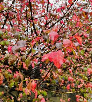 ニシキギの紅葉 ニシキギ,錦木,紅葉の写真素材