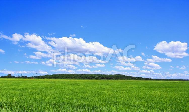 夏の田園風景 夏,田園風景,空の写真素材