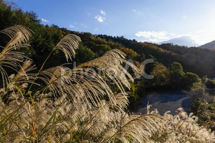 ススキが揺れる山の景色 ススキ,秋,山の写真素材
