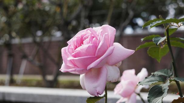 【花の写真】ばらの花 rose,植物,園芸の写真素材