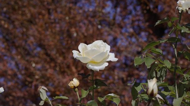 【花の写真】ばらの花 rose,植物,園芸の写真素材