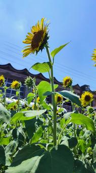 夏を抱きしめる花畑 夏を抱きしめる花畑の写真