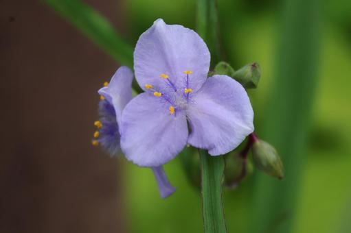 紫色のムラサキツメクサの花のアップ 紫色のムラサキツメクサの花のアップの写真