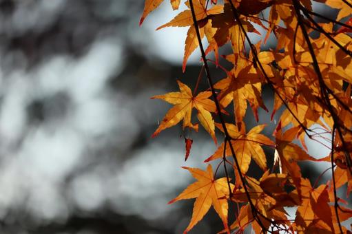 紅葉~もみじ~ 紅葉~もみじ~の写真