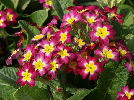 ジュリアン・プリムラ　咲く風景 ジュリアン,美しい,秋の写真素材