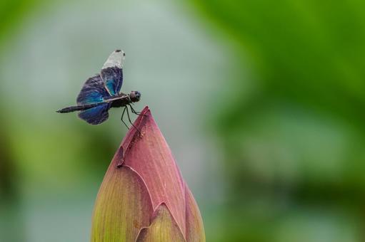 Butterfly dragonfly (47), JPG Butterfly dragonfly (47), JPG
