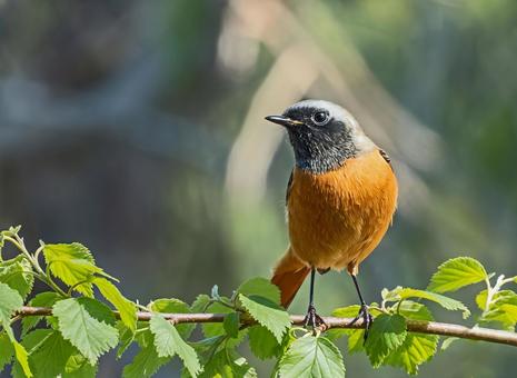 ジョウビタキ ジョウビタキ,野鳥,冬鳥の写真素材