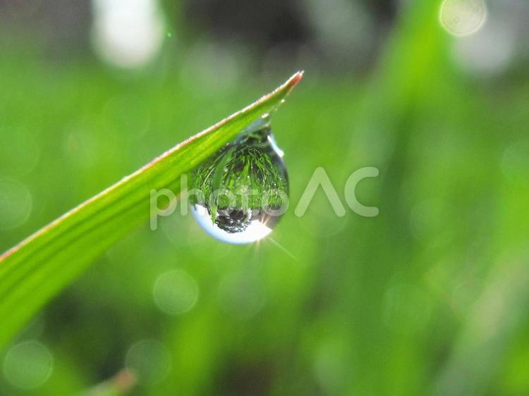 水滴と緑の葉と朝日Water drops 水滴,すいてき,waterの写真素材
