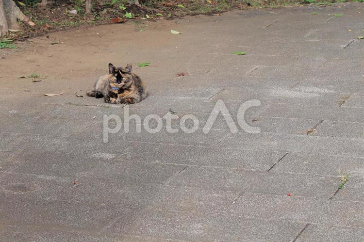 サビ柄の地域猫 地域猫,猫,サビ柄の写真素材