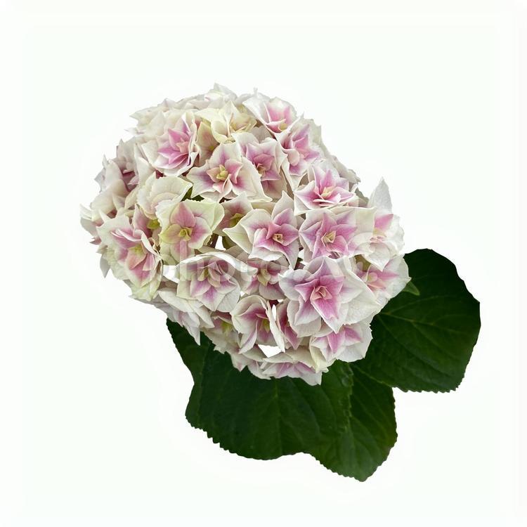 画像素材　紫陽花　白　薄ピンク アジサイ,白,薄ピンクの写真素材