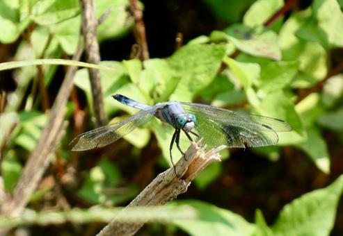 オオシオカラトンボ オオシオカラトンボの写真