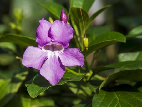 紫に輝く南国の花 紫に輝く南国の花 花,紫,南国の写真素材