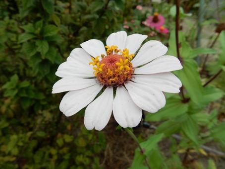【花の写真】 ヒャクニチソウ（百日草） 百日草,ヒャクニチソウ,植物の写真素材