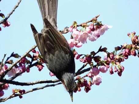 細い枝にぶら下がるヒヨドリの写真