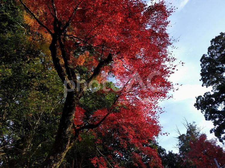 青空に向かって 紅葉,自然,散策の写真素材
