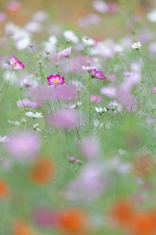 Photo, cosmos, autumn cherry blossoms, background, 