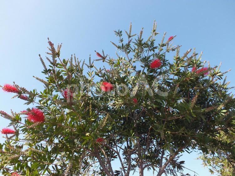 カーブしたブラシの木と赤い花 ブラシの木,花,つぼみの写真素材