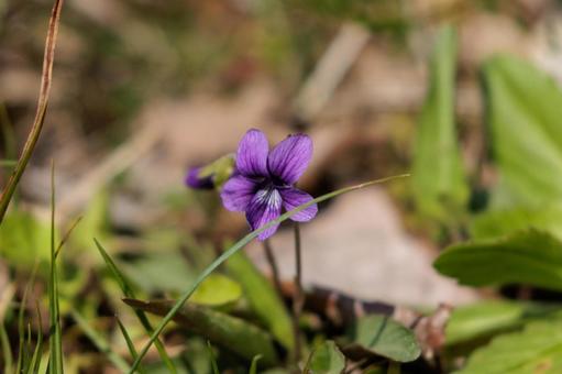春の野に咲くすみれの花 春の野に咲くすみれの花 花,植物,野草の写真素材