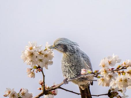 桜とヒヨドリ ヒヨドリ,野鳥,鳥の写真素材